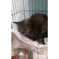 Foto dell\'animale gatto - Matr. 2017/2252 - Microchip 380260042531448