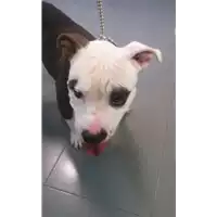 Foto dell\'animale cane - Matr. 2017/2259 - Microchip 380260002481865