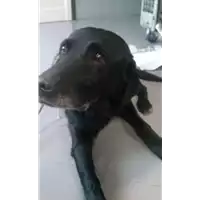 Foto dell\'animale cane - Matr. 2017/2264 - Microchip 380098100629171