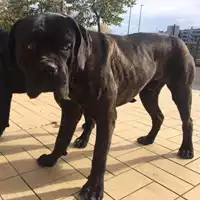 cane - Matr. 2017/2262 - Microchip 380260042836927