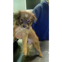 Foto dell\'animale cane - Matr. 2017/2272 - Microchip 380260002376505