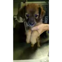 Foto dell\'animale cane - Matr. 2017/2273 - Microchip 380260002377844