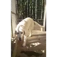 cane - Matr. 2014/0156 - Microchip 981100000735484