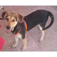 Foto dell\'animale cane - Matr. 2017/2060 - Microchip 380260043310287