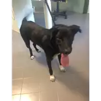 cane - Matr. 2017/1912 - Microchip 380260043147804