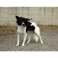 Foto dell\'animale cane - Matr. 2017/1983 - Microchip 380260100518707