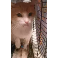 Foto dell\'animale gatto - Matr. 2017/2280 - Microchip 380260043157730