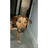 cane - Matr. 2017/2283 - Microchip 380260100662967