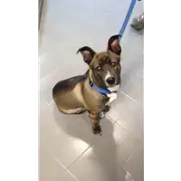 cane - Matr. 2017/2285 - Microchip 380260043135328