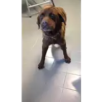 Foto dell\'animale cane - Matr. 2017/1960 - Microchip 941000001305461