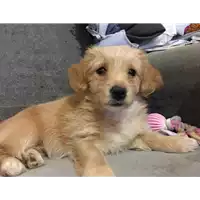 Foto dell\'animale cane - Matr. 2017/2218 - Microchip 380260043284688