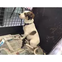 Foto dell\'animale cane - Matr. 2017/1607 - Microchip 380260043310101