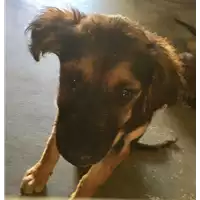 Foto dell\'animale cane - Matr. 2017/1292 - Microchip 380260043269258