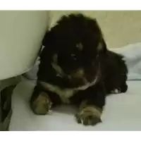 Foto dell\'animale cane - Matr. 2017/2049 - Microchip 380260042531405
