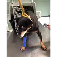 Foto dell\'animale cane - Matr. 2017/2298 - Microchip 380260042537703