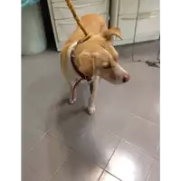Foto dell\'animale cane - Matr. 2017/2297 - Microchip 380260043147650