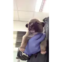 Foto dell\'animale cane - Matr. 2017/2304 - Microchip 380260042531782