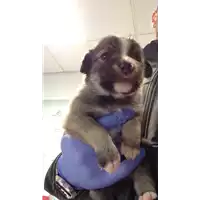 cane - Matr. 2017/2303 - Microchip 380260042531114