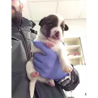 Foto dell\'animale cane - Matr. 2017/2302 - Microchip 380260042531982