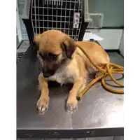 Foto dell\'animale cane - Matr. 2017/2299 - Microchip 642099000416262