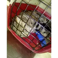 Foto dell\'animale gatto - Matr. 2017/2305 - Microchip 380260042537088