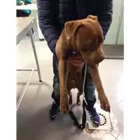 cane - Matr. 2017/2310 - Microchip 380260002831105