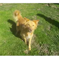 Foto dell\'animale cane - Matr. 2015/1970 - Microchip 380260042537465