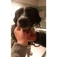 Foto dell\'animale cane - Matr. 2017/2315 - Microchip 977200004430365