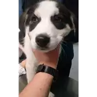 Foto dell\'animale cane - Matr. 2017/2320 - Microchip 380260042531821