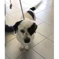 Foto dell\'animale cane - Matr. 2017/2325 - Microchip 380260042319206