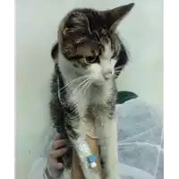 Foto dell\'animale gatto - Matr. 2017/2329 - Microchip 380260043146830