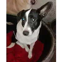 Foto dell\'animale cane - Matr. 2017/2355 - Microchip 380260042530161