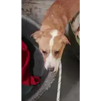 Foto dell\'animale cane - Matr. 2017/2358 - Microchip 380260042531597
