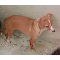 Foto dell\'animale cane - Matr. 2017/2359 - Microchip 380260042531425