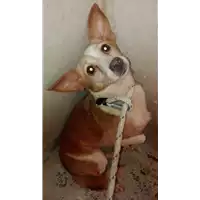 Foto dell\'animale cane - Matr. 2017/2377 - Microchip 380260000851886