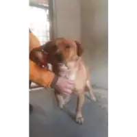 cane - Matr. 2017/2375 - Microchip 380260043149965