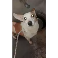 Foto dell\'animale cane - Matr. 2017/2374 - Microchip 380260043150130