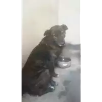 cane - Matr. 2017/2372 - Microchip 380260043287116