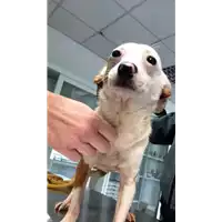 Foto dell\'animale cane - Matr. 2017/2385 - Microchip 380260042531343
