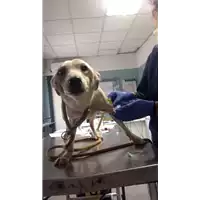 Foto dell\'animale cane - Matr. 2017/2384 - Microchip 380260042531577