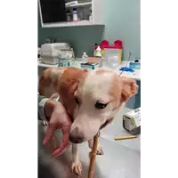 Foto dell\'animale cane - Matr. 2017/2383 - Microchip 380260000853620