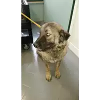Foto dell\'animale cane - Matr. 2017/2382 - Microchip 380260043150354