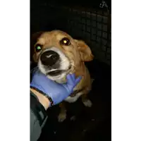 Foto dell\'animale cane - Matr. 2017/2379 - Microchip 982009105586305