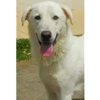 Foto dell\'animale cane - Matr. 2016/0139 - Microchip 380260042706671