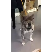 cane - Matr. 2017/2387 - Microchip 981100000878054