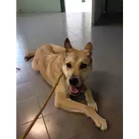 cane - Matr. 2017/2386 - Microchip 380260042531855