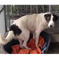 Foto dell\'animale cane - Matr. 2017/2392 - Microchip 380260042530000