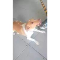 Foto dell\'animale cane - Matr. 2017/2397 - Microchip 380260041435105
