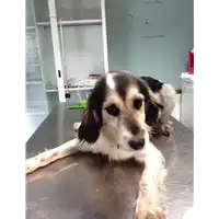 Foto dell\'animale cane - Matr. 2017/2394 - Microchip 380260042531658