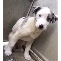 Foto dell\'animale cane - Matr. 2017/2407 - Microchip 380260042531226